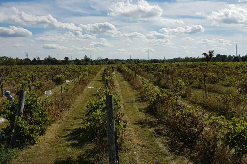 Jabulani Vineyard